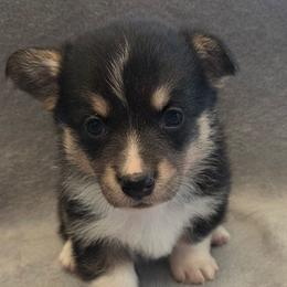 Trixie - Black and tan female Pembroke Welsh Corgi puppy in Madera, California from RRR Corgis