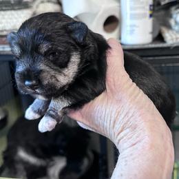 Male - Salt and pepper male Miniature Schnauzer puppy in La Fayette, Georgia from Daniels Mini Schnauzers