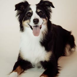 Australian Shepherds from KC’s Working Aussies