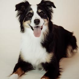 Australian Shepherds from KC’s Working Aussies
