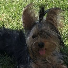 Izzy - Yorkshire Terrier