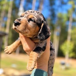 Sally AKC 5,500 - Dapple female Dachshund puppy in Indian Trail, North Carolina from Hilda’s Teenie Weenies