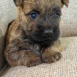 Sparky - Red brindle male Cairn Terrier puppy in St. Joseph, Missouri from Stone & Thistle Cairn Terriers