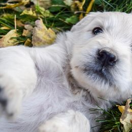 Goldendoodles and Poodles from Grand Valley Goldendoodles