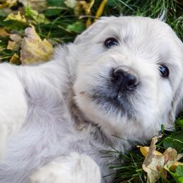 Goldendoodles and Poodles from Grand Valley Goldendoodles