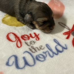 AKC Female - Black and cream female Dachshund puppy in Sumrall, Mississippi from JP’s Dachshunds
