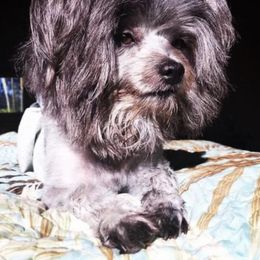 Assorted Doodle Crosses from Yoriko's Puppies