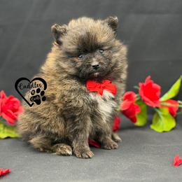 Duke - Orange male Pomeranian puppy in Nashville, Arkansas from Cuddles n Curls