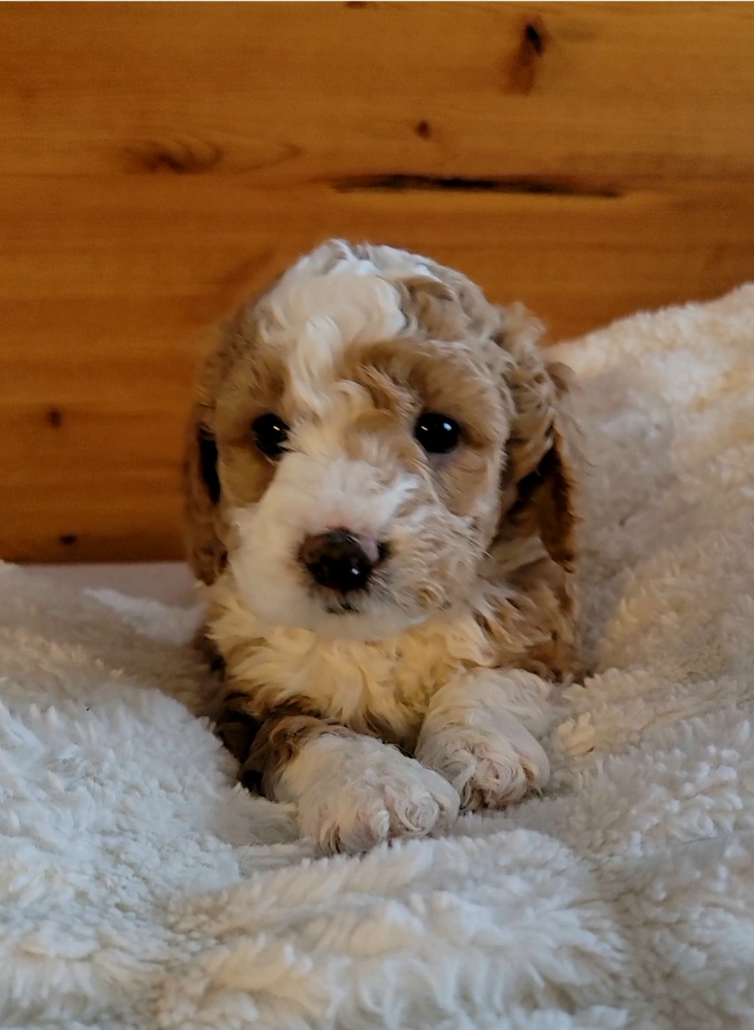 Lightening McQueen (Mickey) - Bernedoodle puppy in Centerville, Utah from Reid Wasatch Doodles