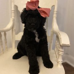 Goldendoodle Puppies from C.P. Puppy Buddies