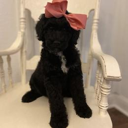 Goldendoodle Puppies from C.P. Puppy Buddies