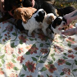 Cavalier King Charles Spaniel Puppies from Critter's Cottage Cavaliers