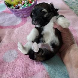 Ivy - Red sable female Havanese puppy in Cleveland, Texas from 7th Heaven Havanese of Texas