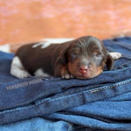 Dolly Parton - Piebald female Dachshund puppy in Chandler, Arizona from Vonaducci Doxies, LLC.