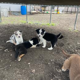 Gengar - Black tri-color male Australian Shepherd puppy in Kenosha, Wisconsin from Out of this World Aussies
