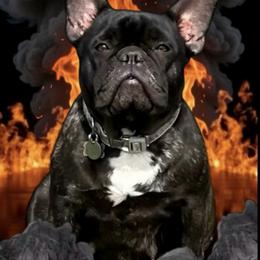 Ruby - French Bulldog