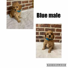 Goldendoodle, Yorkipoo, and Yorkshire Terrier Puppies from Judy's Pups
