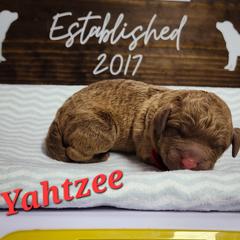 Yahtzee - Brown Chesapeake Bay Retriever puppy in Columbus Grove, Ohio from Twin Oak's Chesapeakes LLC