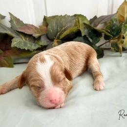 Ron - Apricot male Cavapoo puppy in Wamego, Kansas from Doodles of Oz