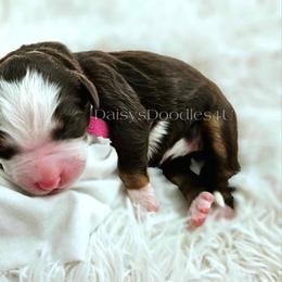 Bernedoodle Puppies from Daisy's Doodles