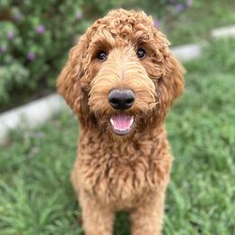 Waffle - Goldendoodle