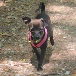 Beanz - Chihuahua