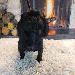 Sasha - Shih Tzu