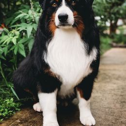Oakley - Australian Shepherd