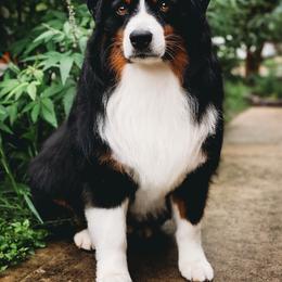 Oakley - Australian Shepherd