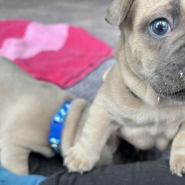 French Bulldog Puppies from Upcountry Frenchies