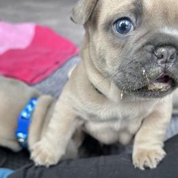 French Bulldog Puppies from Upcountry Frenchies