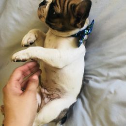 French Bulldog Puppies from Frenchie Paws