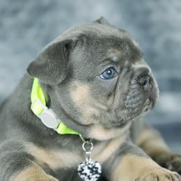 Nala - Tricolors female French Bulldog puppy in Punta Gorda, Florida from Mingan French Bulldog