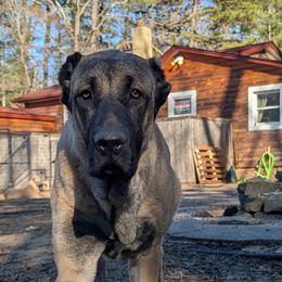 Marla - Anatolian Shepherd Dog