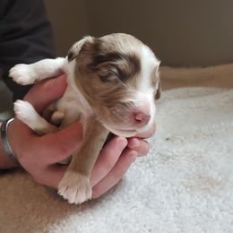 Aussiedoodle, Bernedoodle, and Miniature American Shepherd Puppies from Silverton Doodles