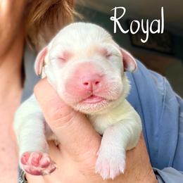 Royal - Yellow female Dilute Retriever puppy in Baldwin City, Kansas from Hedge Lane Labradors