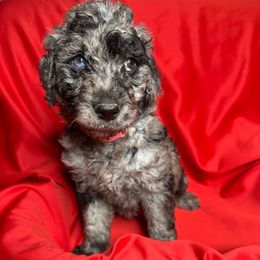 Light Pink - Goldendoodle puppy from Mount Doodles