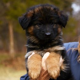 Girl 4 - German Shepherd puppy from Euro Deja