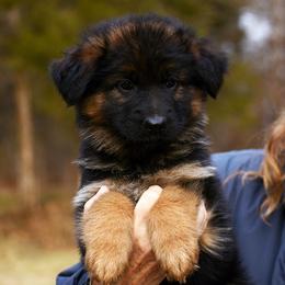 Girl 4 - German Shepherd puppy from Euro Deja