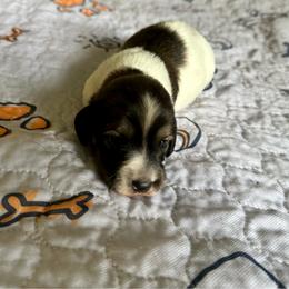 Stormie - Cream female Dachshund puppy in Wolf Lake, Indiana from Canisteo Dachshunds