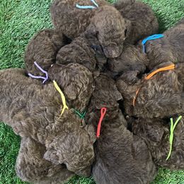 Cavapoos, Goldendoodles, and Poodles from Pearls & Curls doodles & poodles