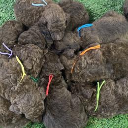 Cavapoos, Goldendoodles, and Poodles from Pearls & Curls doodles & poodles