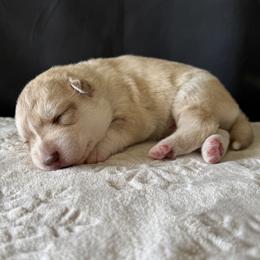 Truman (nickname) - Red and white male Siberian Husky puppy in Fairborn, Ohio from Haven of Free Spirits