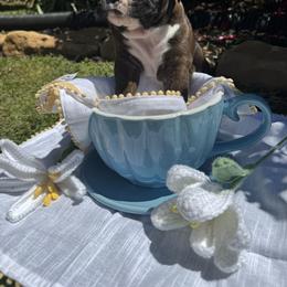 Boxer Puppies from Bellmont Boxers East TN