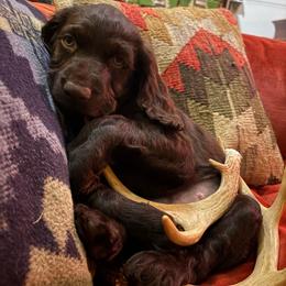 Kramer - Dark brown male Boykin Spaniel puppy in Bowling Green, Kentucky from Drakes Creek Boykins LLC