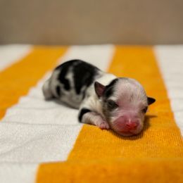 Lux - Blue merle male Toy Australian Shepherd puppy in Angleton, Texas from 4LH Australian shepherds