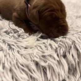 Flora - Chocolate female Great Dane puppy in Norton, Ohio from Guilty Pleasure Great Danes & Frenchies