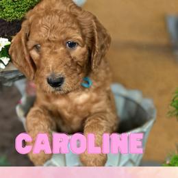Caroline - Red  Goldendoodle puppy in Clinton, New Jersey from Doodles by Dana
