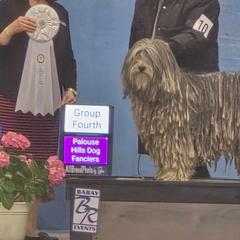 Elsa - Bergamasco Sheepdog
