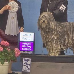Elsa - Bergamasco Sheepdog
